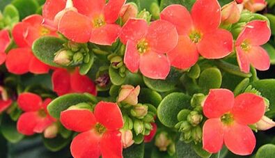Kalanchoe для лячэння хранічнага простатыту